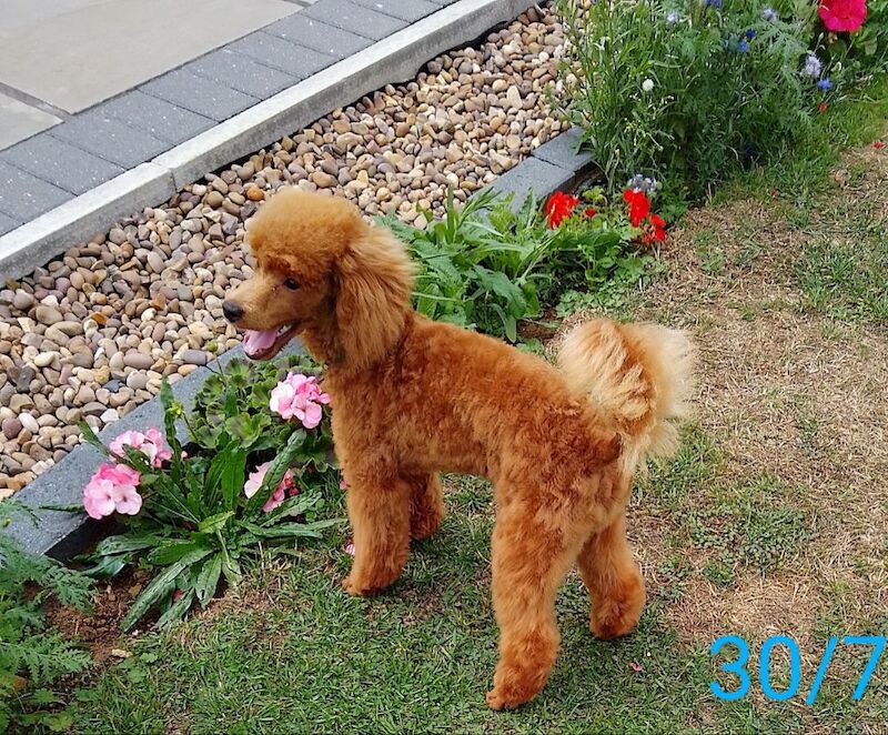 Poodle puppies for sale in Sleaford, Lincolnshire – KC registered, 4 months old - Image 5 of 6