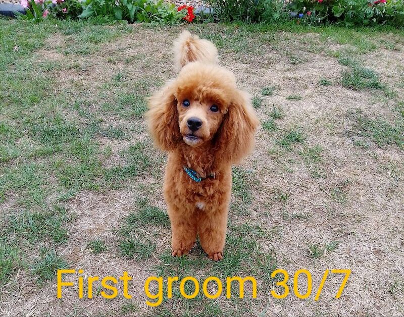 Poodle puppies for sale in Sleaford, Lincolnshire – KC registered, 4 months old - Image 6 of 6