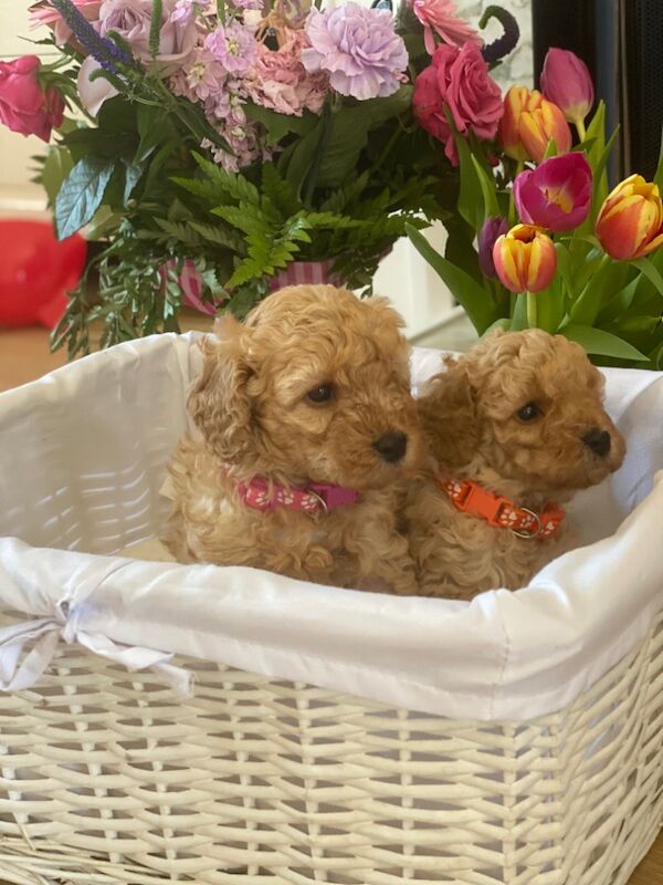 Poodle puppies for sale in Greater London β 10 months old - Image 1 of 11