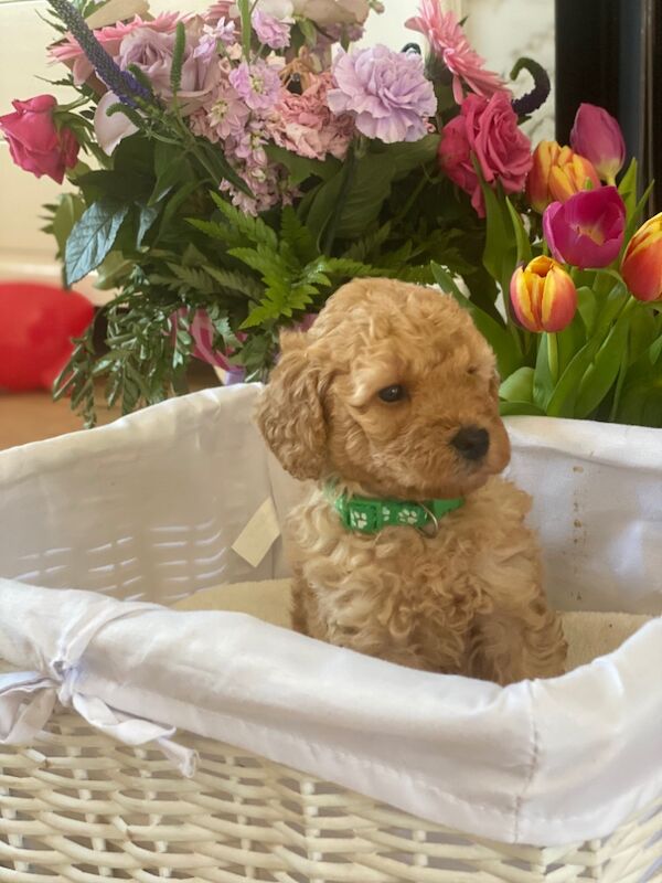 Poodle puppies for sale in Greater London β 10 months old - Image 2 of 11