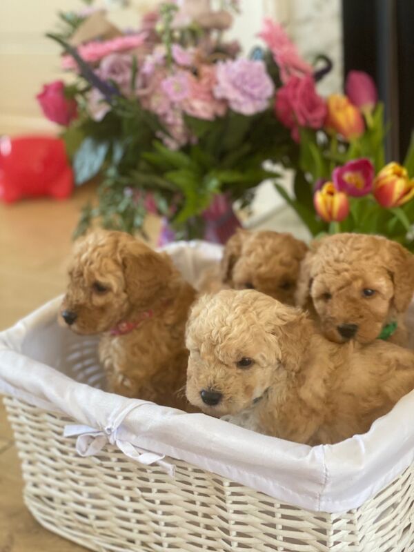 Toy poodle (3left) for sale in Greater London - Image 3