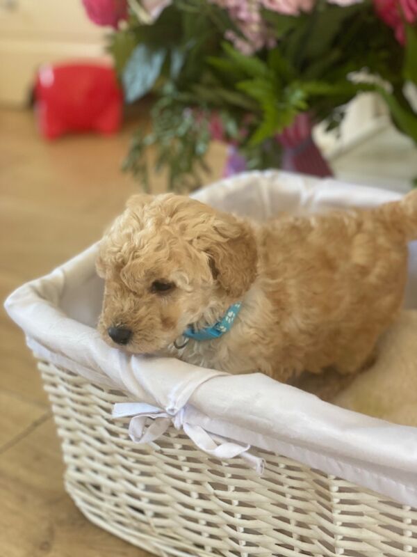 Poodle puppies for sale in Greater London β 10 months old - Image 4 of 11