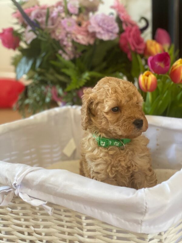 Poodle puppies for sale in Greater London β 10 months old - Image 5 of 11