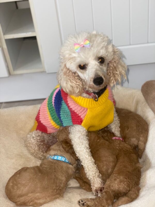 Poodle puppies for sale in Greater London β 10 months old - Image 6 of 11