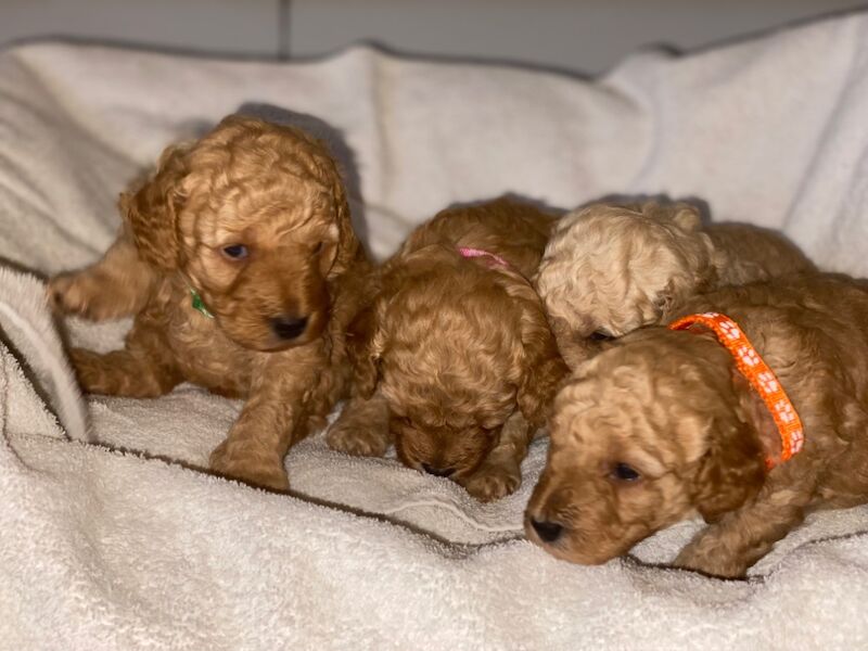 Poodle puppies for sale in Greater London β 10 months old - Image 7 of 11