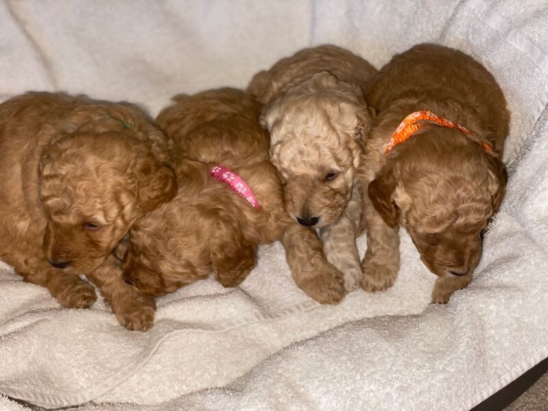 Poodle puppies for sale in Greater London β 10 months old - Image 8 of 11