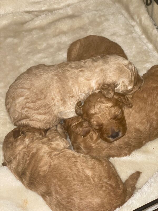 Poodle puppies for sale in Greater London β 10 months old - Image 9 of 11