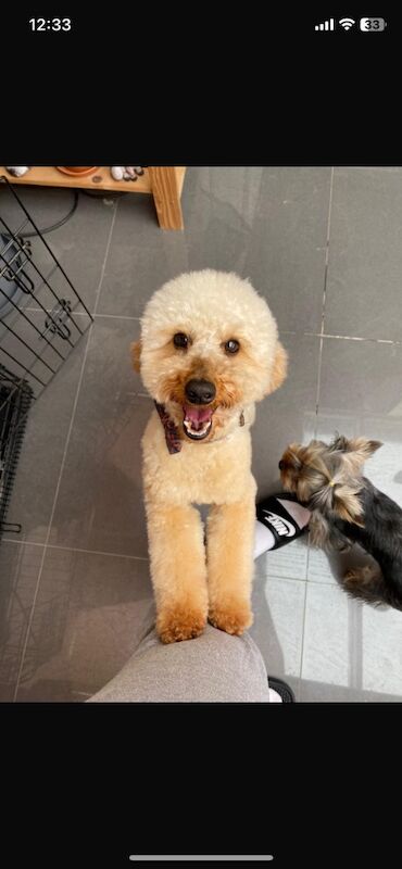 Poodle puppies for sale in Greater London β 10 months old - Image 10 of 11