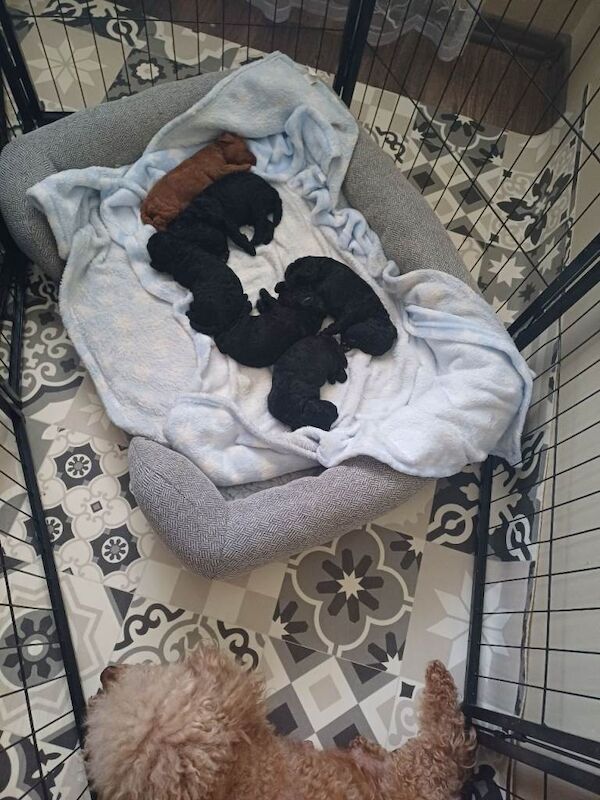 Poodle Puppies For Sale