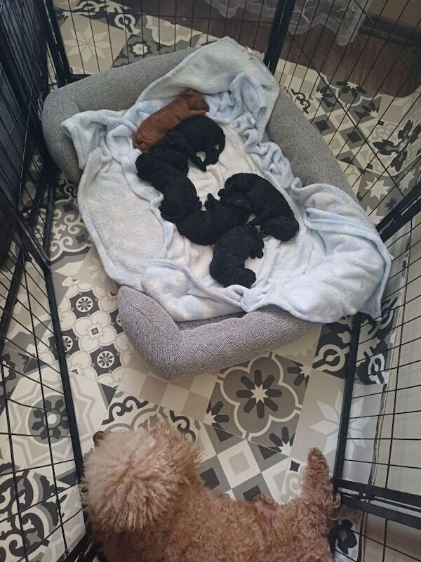 Poodle puppies for sale in Boston, Lincolnshire – 9 weeks old - Image 2 of 4