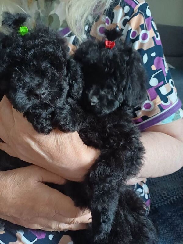 Poodle puppies for sale in Boston, Lincolnshire – 9 weeks old - Image 4 of 4