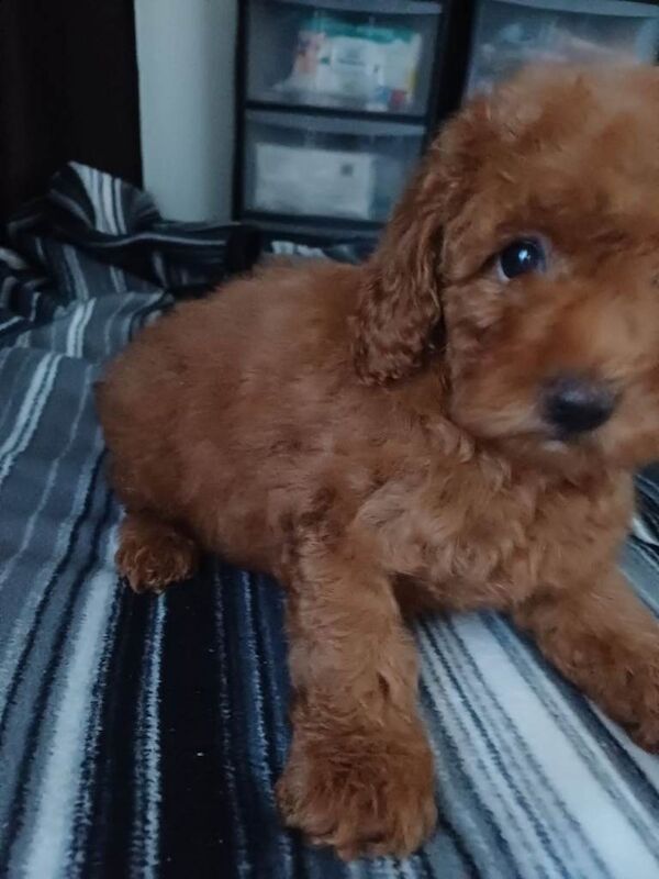 Poodle puppies for sale in Boston, Lincolnshire – KC registered, 3 months old