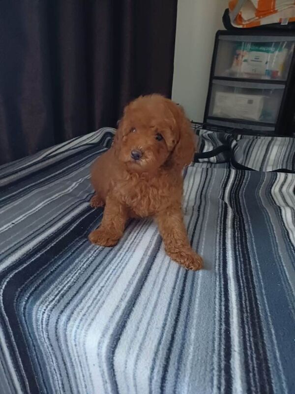 Poodle puppies for sale in Boston, Lincolnshire – KC registered, 10 weeks old - Image 2 of 5