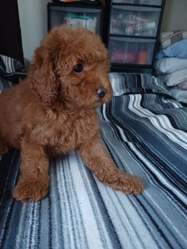 Poodle puppies for sale in Boston, Lincolnshire – KC registered, 10 weeks old - Image 3 of 5