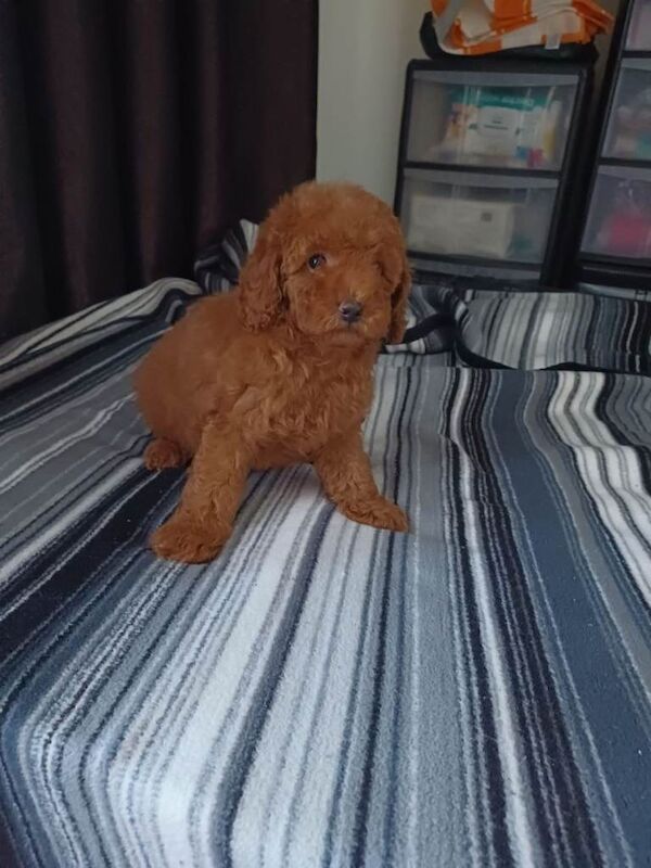 Poodle puppies for sale in Boston, Lincolnshire – KC registered, 10 weeks old - Image 4 of 5
