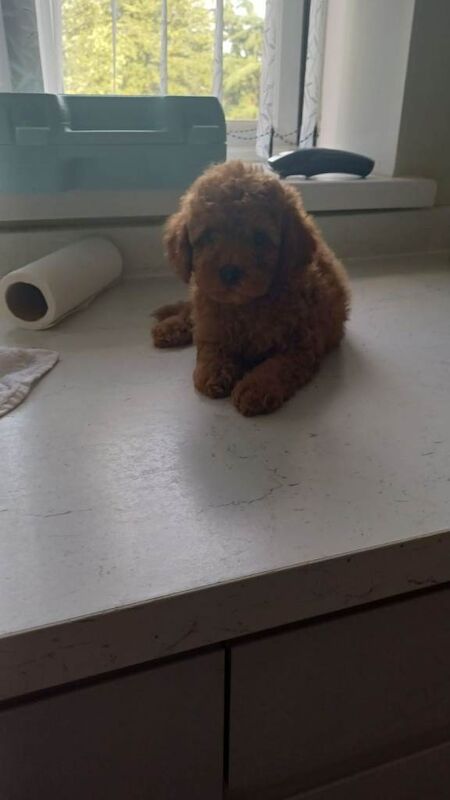 Poodle puppies for sale in Boston, Lincolnshire – KC registered, 10 weeks old - Image 5 of 5
