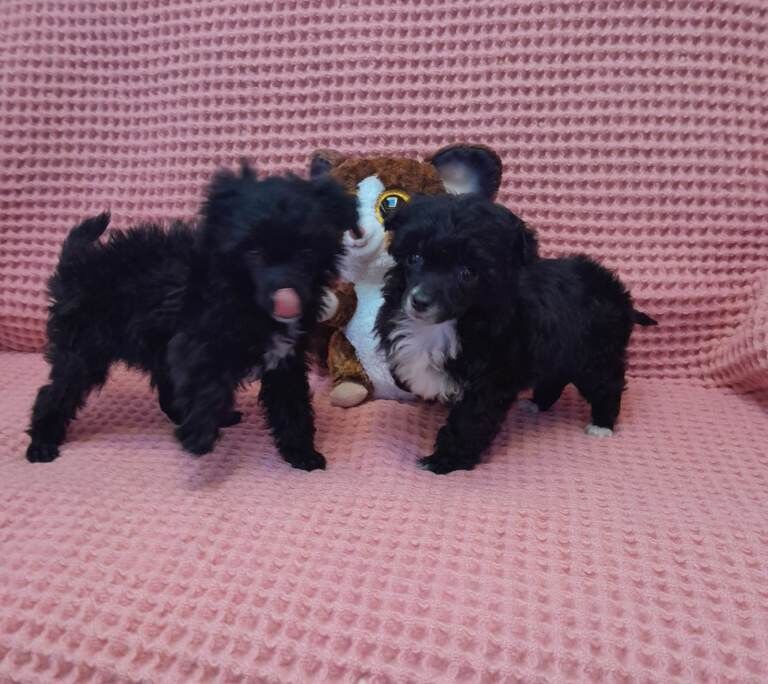 Poodle puppies for sale in Wishaw, Lanarkshire – 8 weeks old