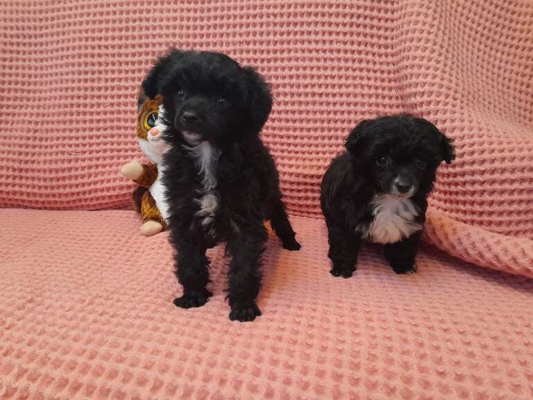 Poodle puppies for sale in Wishaw, Lanarkshire – 8 weeks old - Image 2 of 3