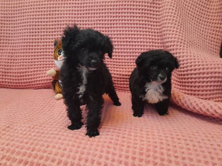 Poodle puppies for sale in Wishaw, Lanarkshire – 8 weeks old - Image 3 of 3