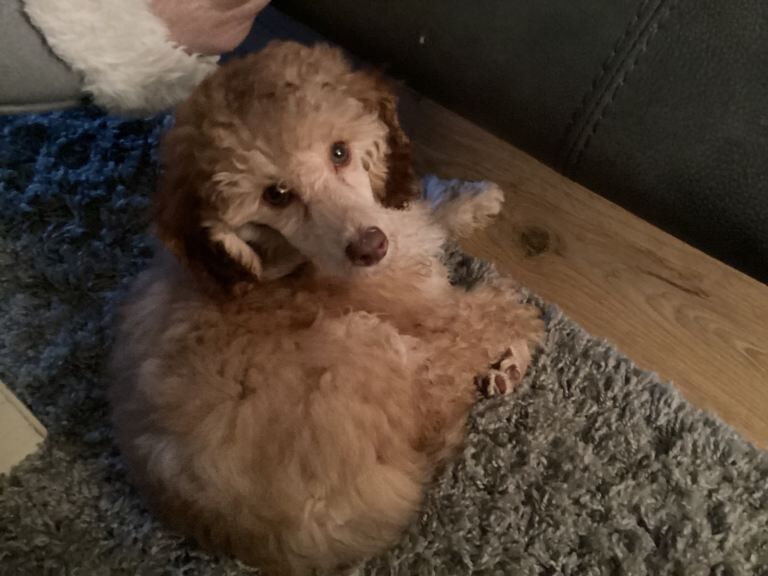 Kennel Club Registered Poodle Puppies For Sale