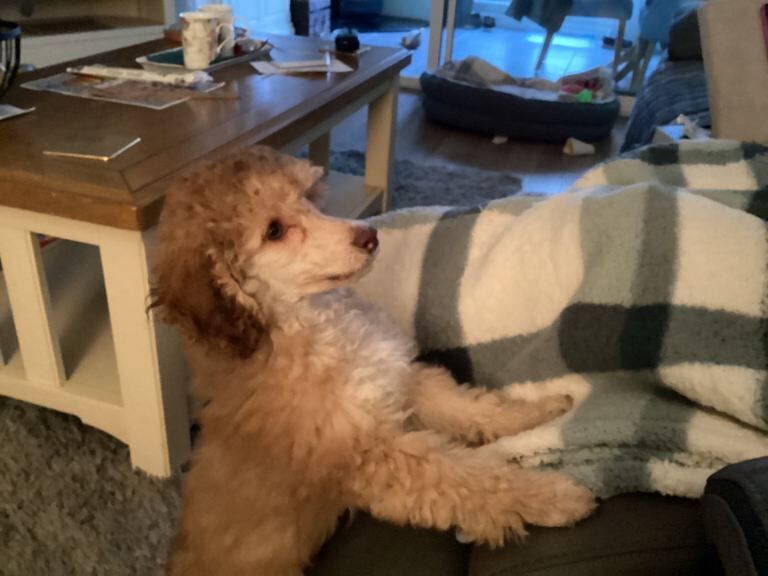 Toy poodle. - Image 2 of 3