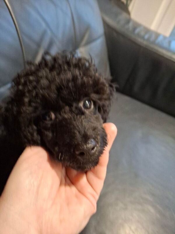 Poodle puppies for sale in Newtownards, County Down – 3 months old