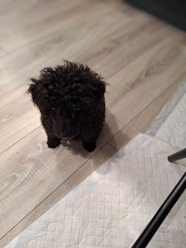 Poodle puppies for sale in Newtownards, County Down – 3 months old - Image 2 of 4