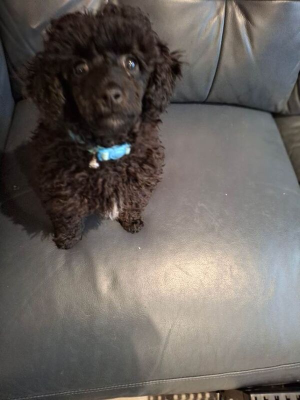 Poodle puppies for sale in Newtownards, County Down – 3 months old - Image 3 of 4