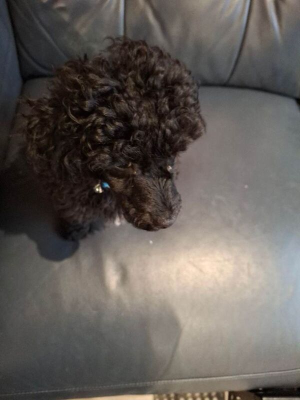 Poodle puppies for sale in Newtownards, County Down – 3 months old - Image 4 of 4