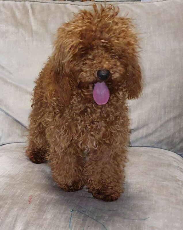 Poodle Puppies For Sale