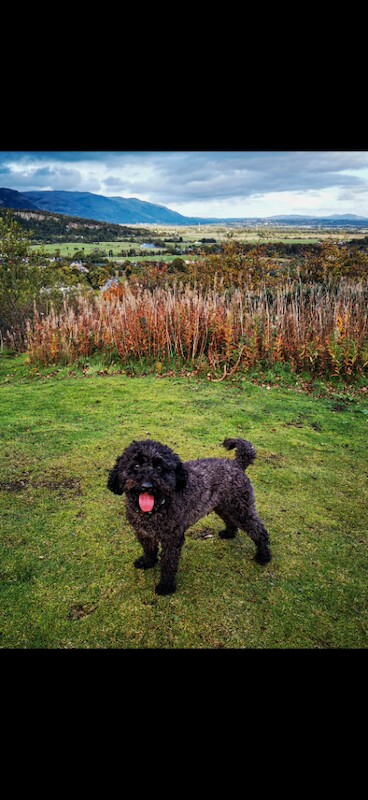 Toy poodle