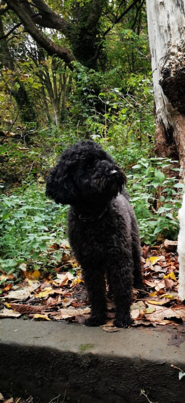Toy poodle - Image 2 of 4