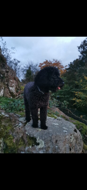 Toy poodle - Image 3 of 4