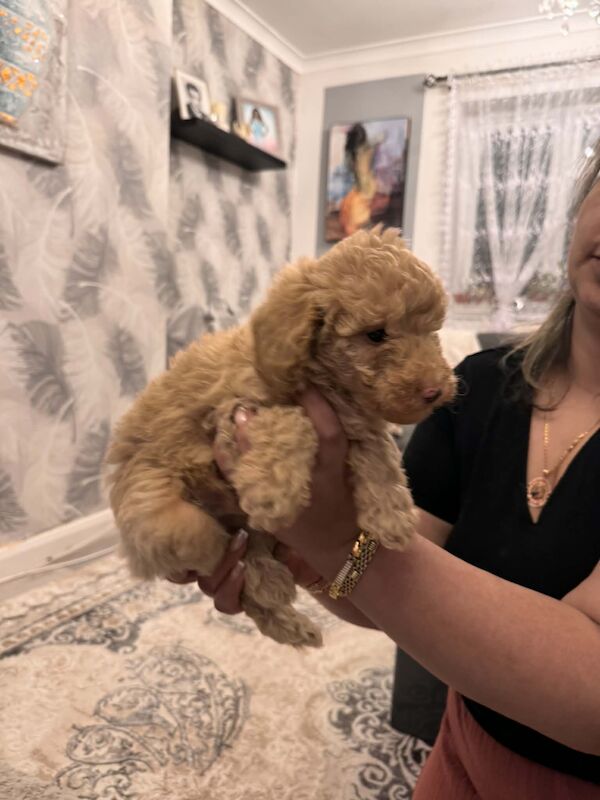 Poodle Puppies For Sale