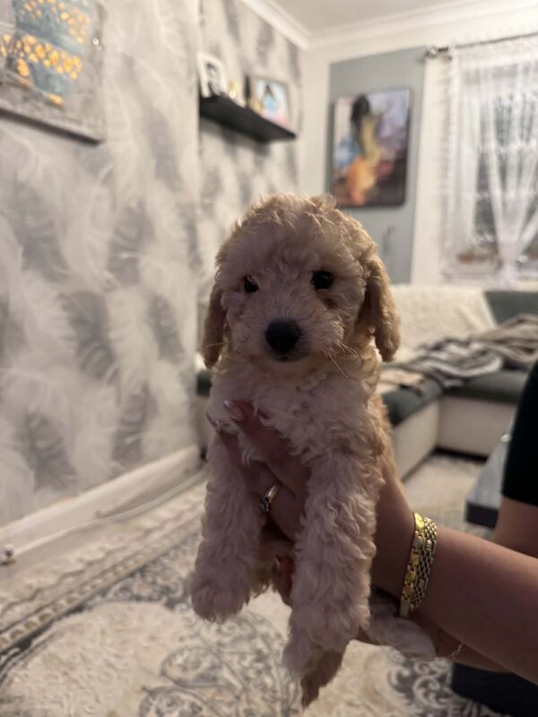 Toy poodle - Image 2 of 3