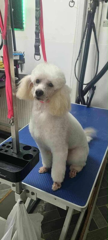 Toy poodle - Image 3 of 3