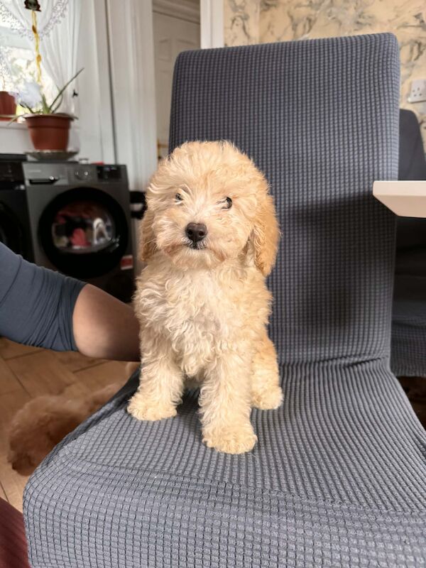 Toy poodle 