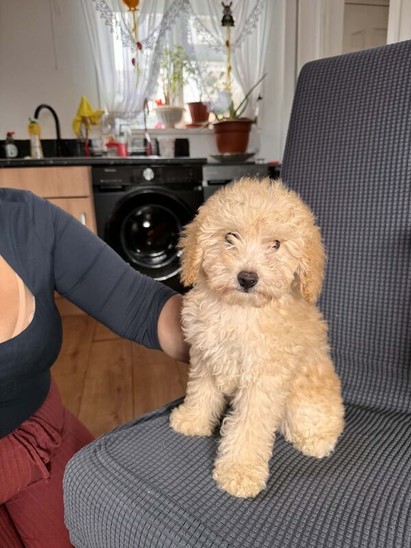 Toy poodle - Image 2 of 4