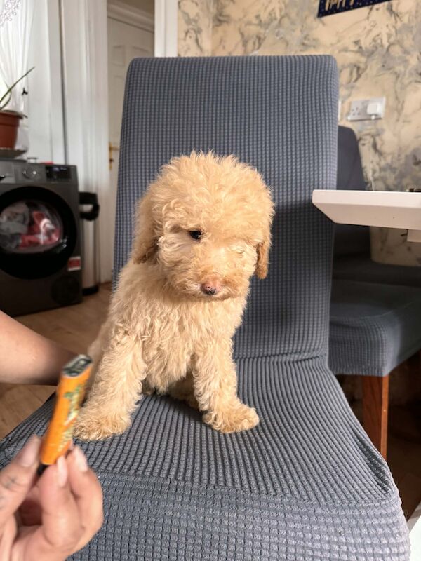 Toy poodle - Image 3 of 4