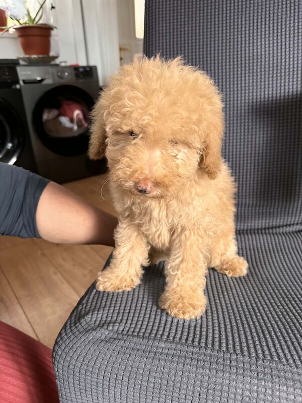Toy poodle - Image 4 of 4