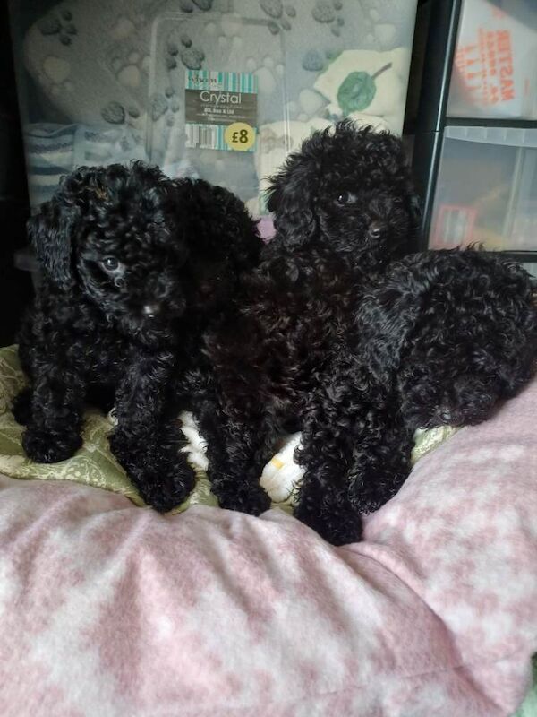 Toy poodle