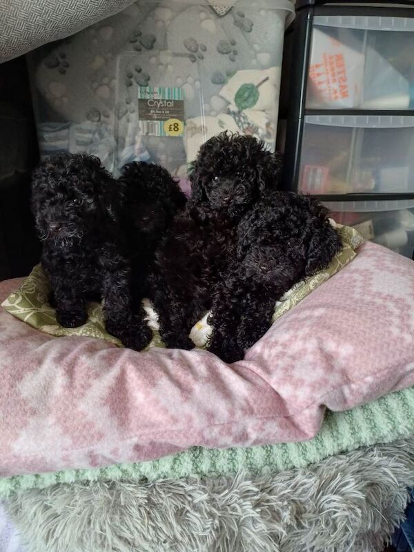 Toy poodle - Image 2 of 6