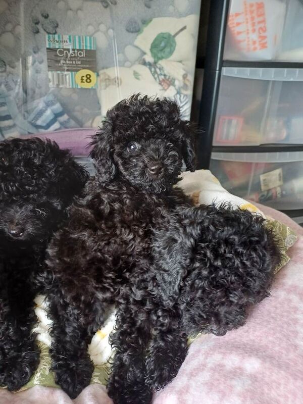 Toy poodle - Image 3 of 6