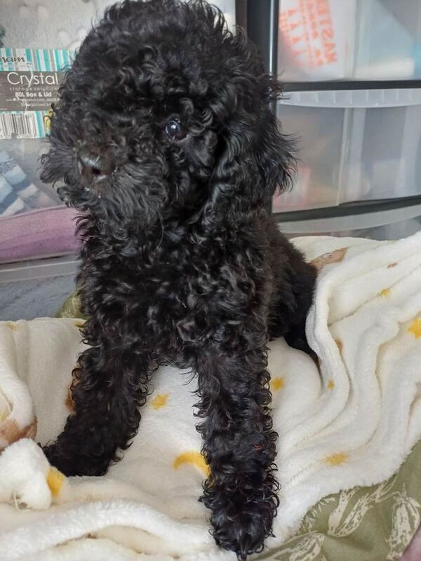 Toy poodle - Image 4 of 6