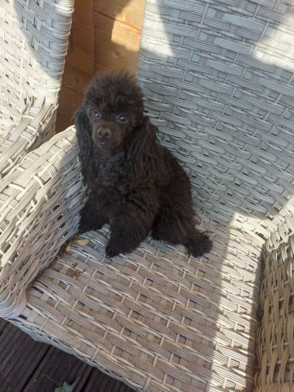 Toy poodle - Image 5 of 6