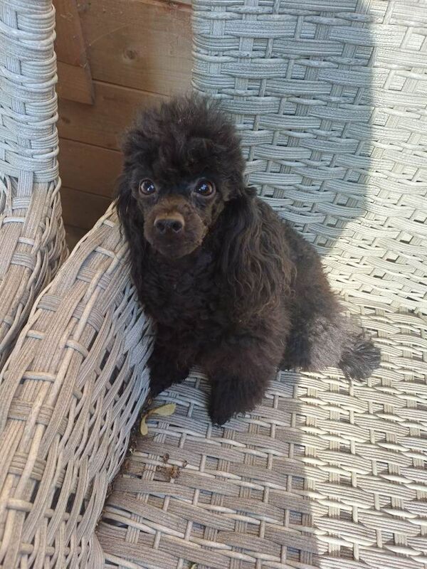 Toy poodle - Image 6 of 6