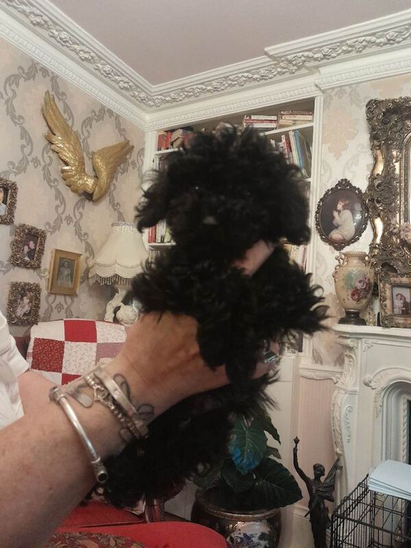 Toy poodle - Image 2 of 6