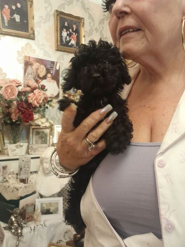 Toy poodle - Image 3 of 6