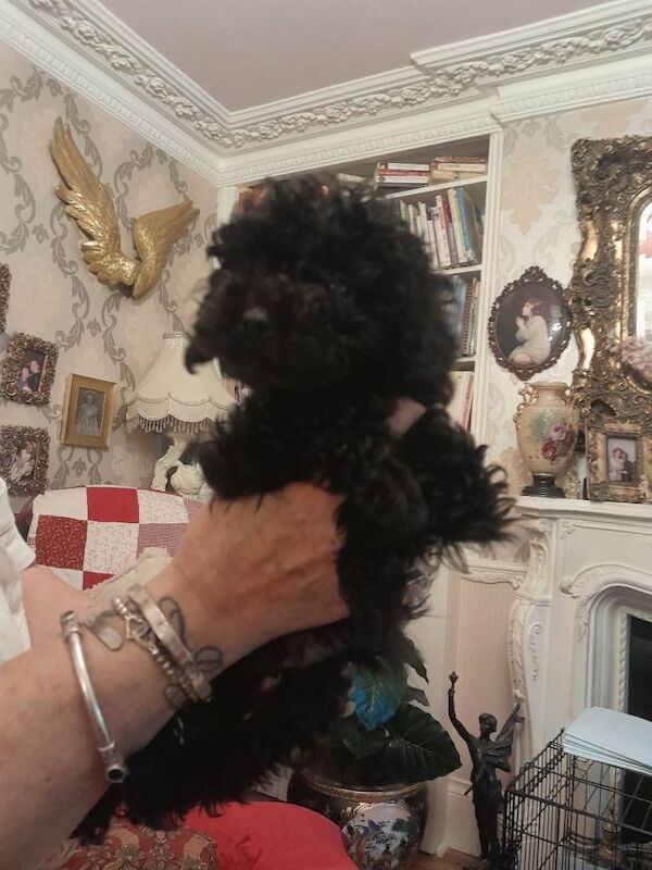 Toy poodle - Image 4 of 6