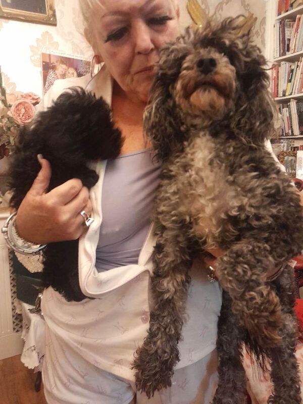 Toy poodle - Image 5 of 6